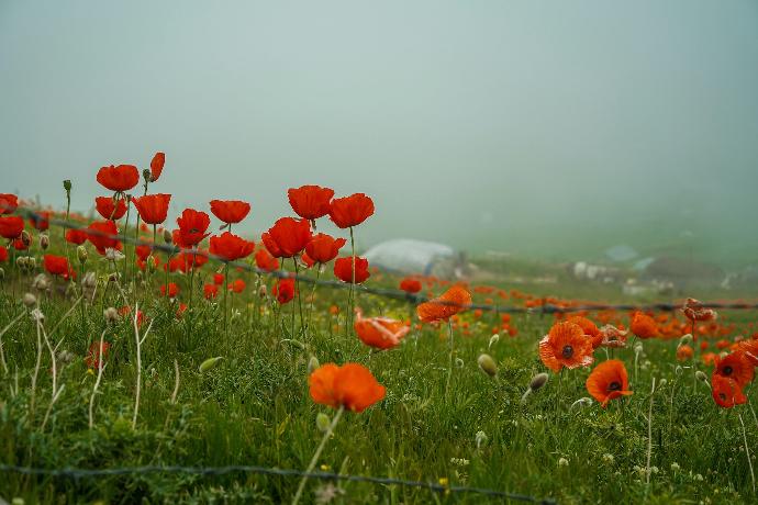 a field of red flowers