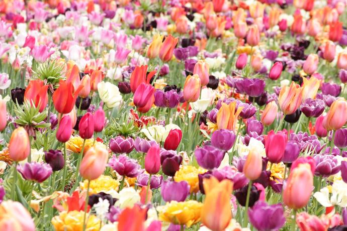 a field of colorful tulips and other flowers